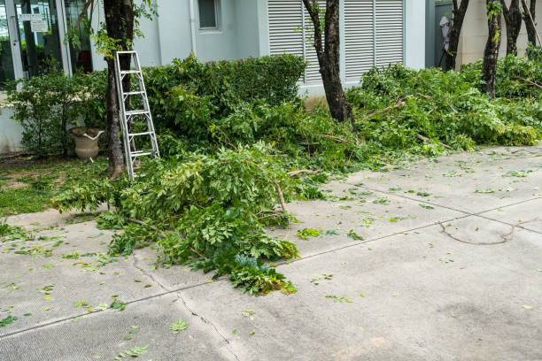 How Our Tree Care Process Works  in  Lawndale, CA